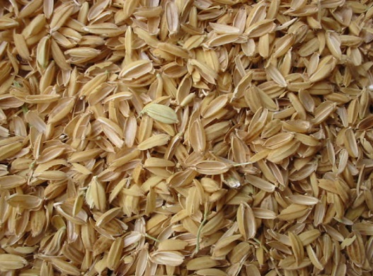شلتوک برنج برای ریزش مو